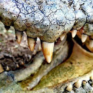 Crocodile Teeth