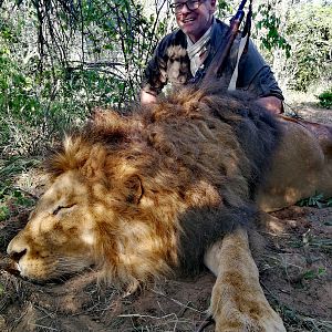 South Africa Hunting Lion