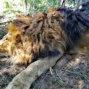 South Africa Hunt Lion