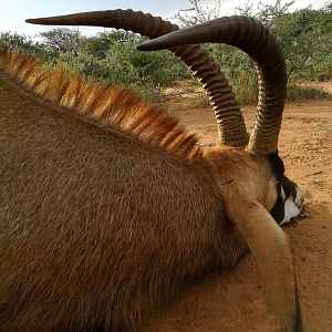 Hunt Roan in South Africa