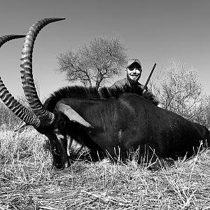 South Africa Hunting Sable