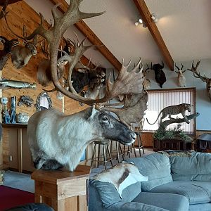 Caribou Pedestal Mount Taxidermy