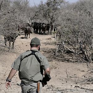 Hunting Cape Buffalo in South Africa