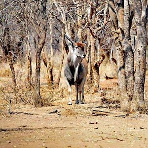 Eland in South Africa