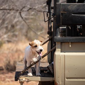 Hunting Dog South Africa