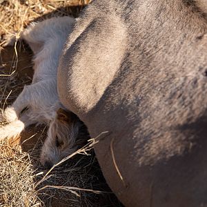 Hunting Dog