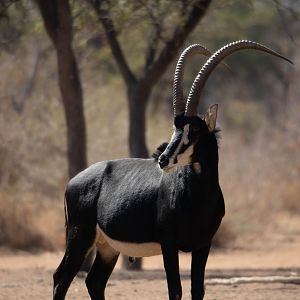 Sable Antelope South Africa