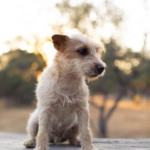 Hunting Dog South Africa