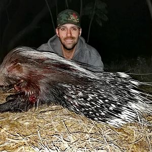 African Porcupine Hunting South Africa