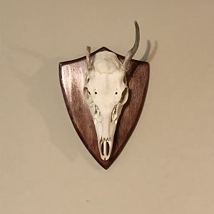 Deer European Skull Mount Taxidermy