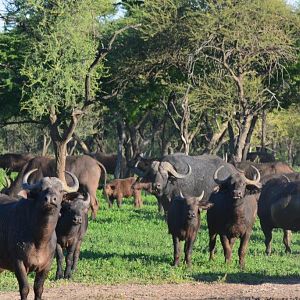 Cape Buffalo South Africa