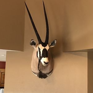 Gemsbok Shoulder Mount Taxidermy