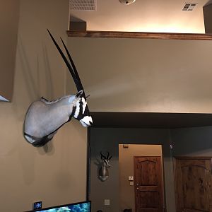 Gemsbok Shoulder Mount Taxidermy