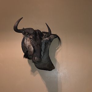 Blue Wildebeest Wall Mount Taxidermy