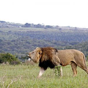 Lion in South Africa