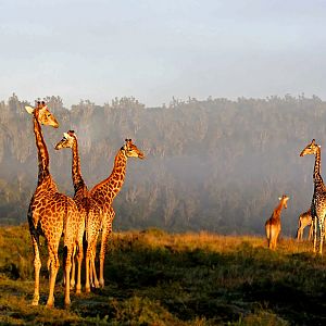 Giraffes in South Africa