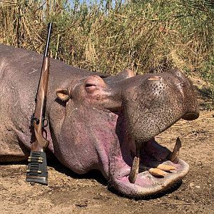 South Africa Hunt Hippo