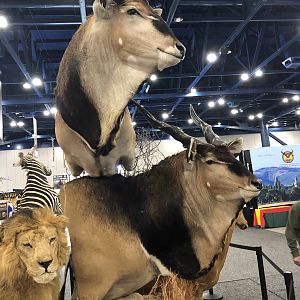 Eland Double Pedestal Mount Taxidermy