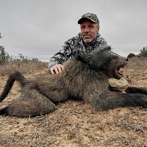 Baboon Hunting South Africa