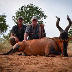 South Africa Hunt Red Hartebeest