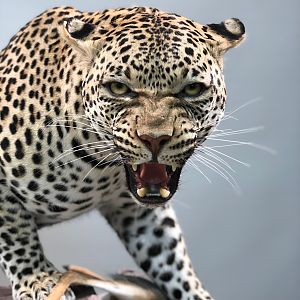 Leopard Mount Taxidermy Process