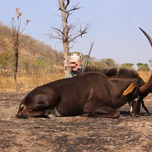 Tanzania Hunting Sable