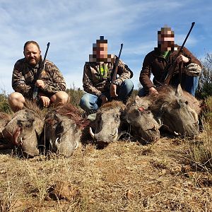 Cull Hunting Warthog in South Africa