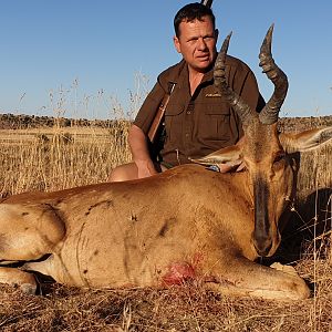 Red Hartebeest Cull Hunt South Africa