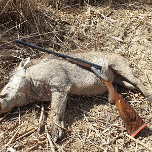 South Africa Cull Hunting Warthog