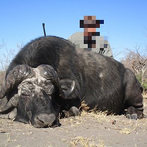 Non-exportable Hunting Buffalo