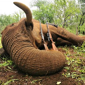 Elephant Hunt South Africa