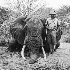 African Savannah Elephant Hunt