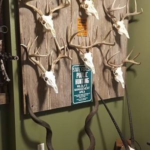 European Mount Displays Taxidermy