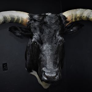 Longhorn Shoulder Mount Taxidermy