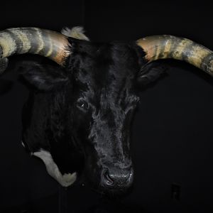 Longhorn Shoulder Mount Taxidermy