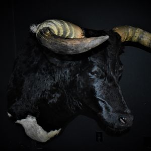 Longhorn Shoulder Mount Taxidermy