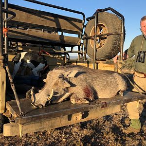 Warthog Hunting South Africa