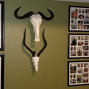 Blue Wildebeest & Impala Shoulder Mount Taxidermy