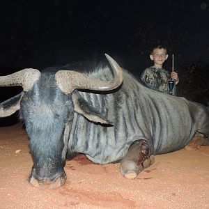 Blue Wildebeest, South Africa