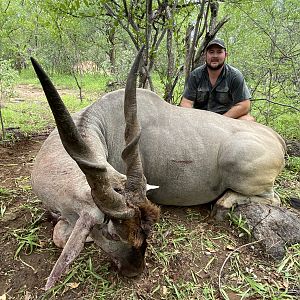 Trophy Eland Bull