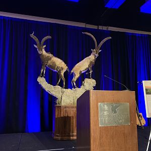 Ibex Full Mount Taxidermy