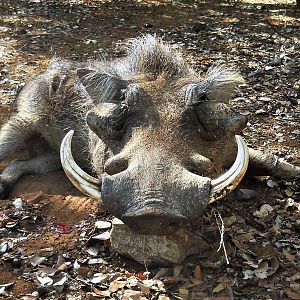 Warthog Hunting South Africa