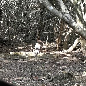 Blue Duiker at Waterhole