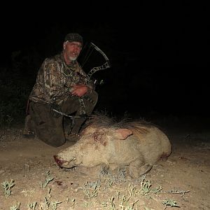 Bow Hunt Warthog in South Africa