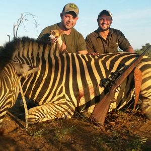 Burchell's Plain Zebra Hunt South Africa