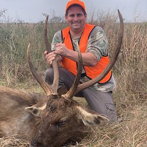 Hunt Sambar Deer in USA