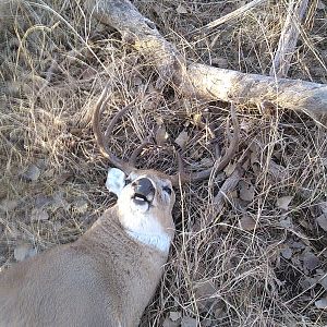 White-tailed Deer Hunt Texas USA