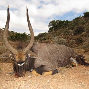 South Africa Hunt Nyala