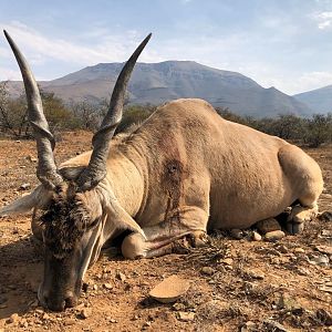 Eland Hunting South Africa