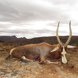 Hunting Blesbok Hunting South Africa